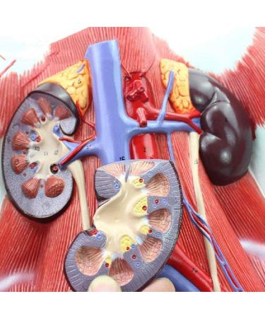 Human Male Female Urinary System Model Abdominal Cavity Human Bladder Posterior Wall Kidney Anatomical Model - Buy Online on SooperMarket.com