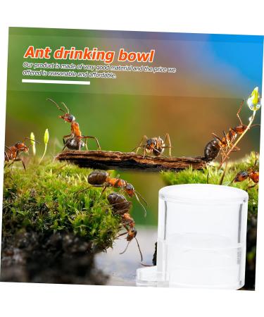 Mipcase 2pcs Ant Water Feeder Tortoise Water Dish Reptile Water Dish Cup Insect House Transparent Acrylic - Buy Online on SooperMarket.com