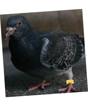 BCOATH Colored Tabs 300pcs Bands Small Green Pigeons Bird Outdoor Ring Finch Classification Doves Pigeon Dove Clip Ducks Colorful White Pet Birds Marking for Band Parrots Bright Professional Chicks 1.3X1.3X0.5CM As Shown - Buy Online on SooperMarket.com