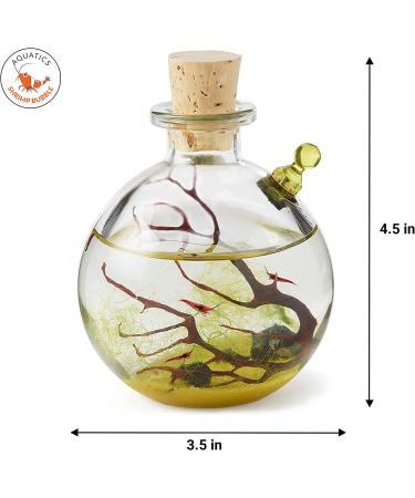 Shrimp Bubble Self-Sustaining Ecosystem in Amber - Eco-Friendly Home Decor - Buy Online on SooperMarket.com