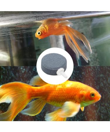 XIWUPO Bubblers & Sparkling Stones for Aquariums Ponds & Fish Tanks - Air Stones (2-Pack 4 cm) | Enhance Water Quality - Buy Online on SooperMarket.com
