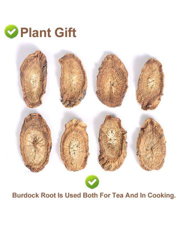 Plant Gift Burdock Root Tea 100g - Organic Non-Irradiated Sustainable Superfood for Weight Loss - Arctium Lappa L. - Buy Online on SooperMarket.com