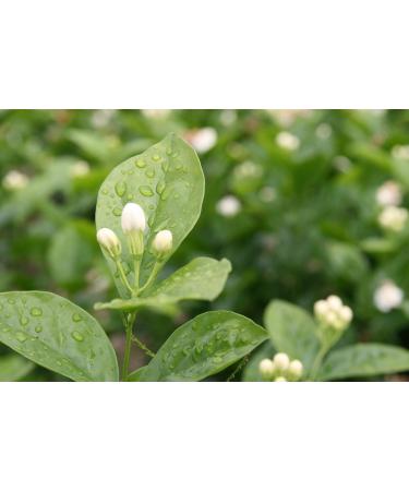 Rare Tea Co. Jasmine Silver Tip White Tea 25g Tin - Premium Loose Leaf Blend - Buy Online on SooperMarket.com