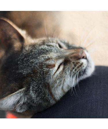Meowijuana Organic High-Potency Catnip Spray Bundle - 3oz | USA-Grown | For Cat Toys, Teasers & Scratchers | Feline Approved - Buy Online on SooperMarket.com