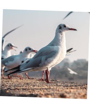 Beavorty 300 Pcs Pigeon Anklet Where Labels Bird Opening Feet Opening Pigeon Ring Plastic Clip Baby Poultry 1.3X1.3CMx3pcs Redx3pcs - Buy Online on SooperMarket.com