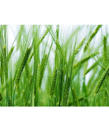 Organic Pearl Barley 3 Pounds - Non-GMO, Kosher, Vegan, Cooks Faster than Hulled Barley, Rich in Fiber & Selenium - Ideal for Risotto, Soup, Salads, Stews - 3 lb Pack - Buy Online on SooperMarket.com