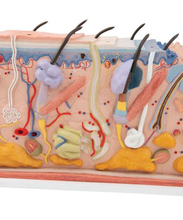 3B Scientific J13 Skin Block Model 70 Times Full-Size 17.3-Inchx9.4-Inchx9.1-Inch - Buy Online on SooperMarket.com