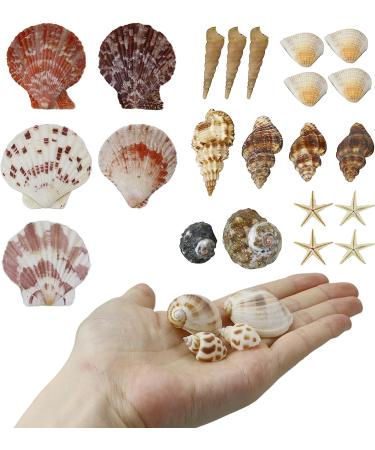 100+ Pcs WEOXPR Mixed Sea Shells & Starfish - Beach Themed Decor for Fish Tank, Vase Fillers, Wedding, Crafts & Home Decor - Buy Online on SooperMarket.com