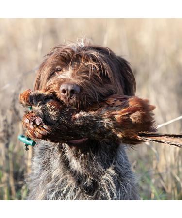 Romneys Pheasant Dummy 500g | Real Plumage & Feather Training Dummy for Hunting Dogs | Floatable Wild Dummy - Buy Online on SooperMarket.com
