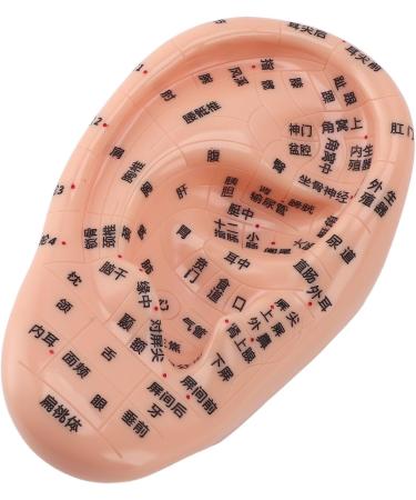 Buy 17cm Ear Acupuncture Point Model - Large Reflexology Learning Display for International Shipping - Buy Online on SooperMarket.com