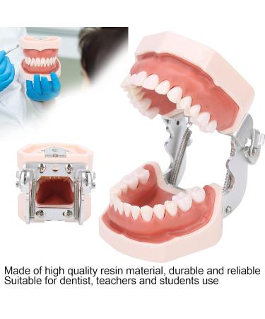 Removable Tooth Model for Dental Education | Simulation Teeth Restoration & Bridge Implants Teaching Aid - Buy Online on SooperMarket.com