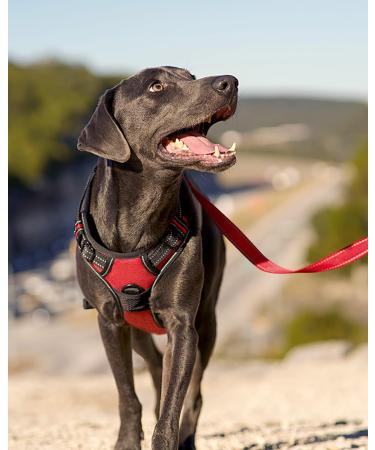 Joytale No Pull Dog Harness Reflective Pet Vest with Front Clip Adjustable Soft Breathable Harnesses with Easy Control Handle for Medium Dogs Training and Walking Red M M (Pack of 1) Red - Buy Online on SooperMarket.com