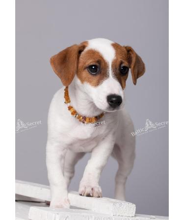 Buy Baltic Amber Dog Necklaces & Collars for Tick Protection - AmberForPets 26cm - Buy Online on SooperMarket.com