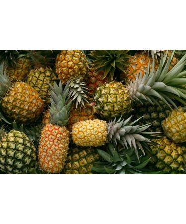 Organic Dried Pineapple Rings  1 Pound - Non-GMO  Flavorful Chewy Fruit Snack  Vegan  Unsulfured  No Sugar Added  Bulk  Great Addition to Desserts  Cakes  and Pies  No Sulphites  Unsweetened 1 Pound (Pack of 1) - Buy Online on SooperMarket.com