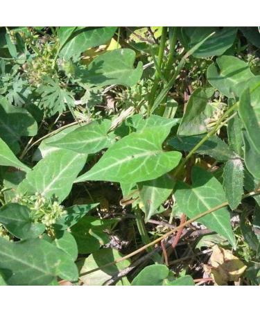 cn herb 250g He Shou Wu Powder Powdery and Delicate Bulk - Buy Online on SooperMarket.com