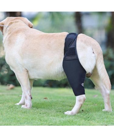Hip Brace for Dogs - Flexible Hip Brace for Dogs Dog Hip Joint Brace for Torn ACL Patella Luxation Osteoarthritis Limping from Joint Hip Dysplasia Kot-au Black Medium - Buy Online on SooperMarket.com