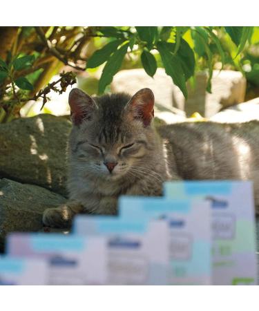 MjAMjAM Snack Box - Tasty Tuna Fillet (5 x 35g) - International Shipping Perfect Treat for Cats - Buy Online on SooperMarket.com