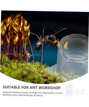 VILLCASE 4 Pcs Ant Water Feeder Mini Water Dispenser Ant Drinking Tools Ant Water Drinking Bowl Pet Ant Nest 4x4cmx2pcs Transparent Colorx2pcs - Buy Online on SooperMarket.com
