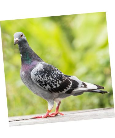 FOMIYES 300 Pcs Pigeon Anklet Ring Protector Parrot Leg Ring Foot Ring for Pigeon Xuan Feng Birds Baby 1.3X1.3CMx3pcs Orangex3pcs - Buy Online on SooperMarket.com
