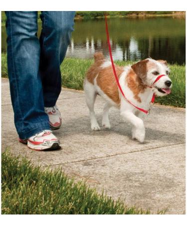 Meta Title: PetSafe Easy Walk Head Collar Red - Adjustable Training Solution - Buy Online on SooperMarket.com