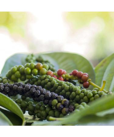Organic Black Pepper Whole 1kg | Noble Herb - 100% Natural Black Peppercorns - Premium Quality & Additive-Free - Perfect for Mills - Buy Now! - Buy Online on SooperMarket.com