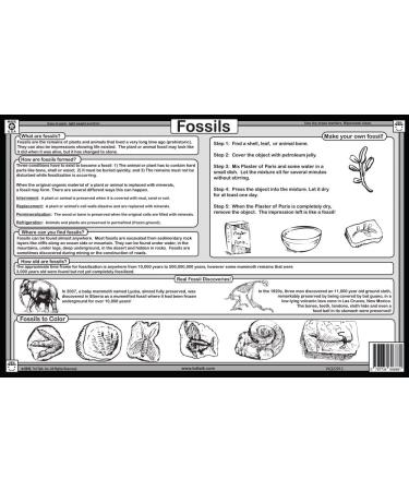 Fossils Placemat - Enhance Your Table Setting with Unique Fossil Design - Buy Online on SooperMarket.com