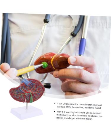 Baluue Liver Anatomical Model Liver Model with Base Anatomical Liver Model Human Body Gallbladder - Buy Online on SooperMarket.com