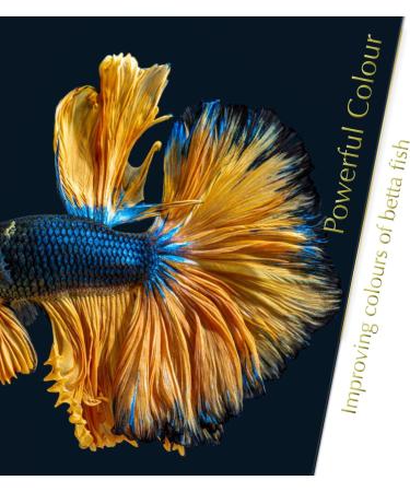 BettaLeaf Comfort Zone for Fish Indian Almond Leaves Slice in Pieces Leaf Ready to use 45 Grams Pack (80 100 Pieces) | Best Gold Brown Quality | Fish Tank for Betta Fish Shrimp Crayfish for Healthy - Buy Online on SooperMarket.com