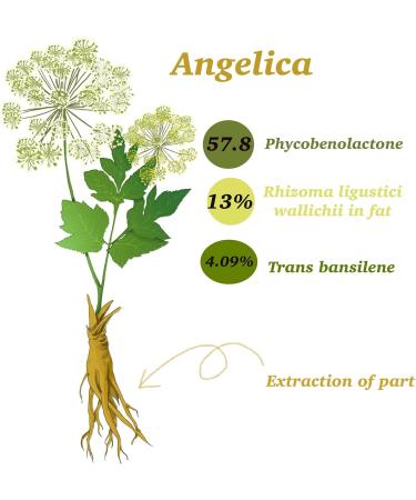Angelica Root Essential Oil (100% Pure & Natural - Undiluted) - Perfect for Aromatherapy Relaxation Skin Therapy & More!15ml(0.49oz) - Buy Online on SooperMarket.com