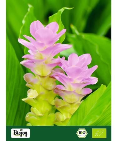 Buy Biojoy ORGANIC Turmeric Powder 250g - Premium Ground Curcuma Longa for Health & Wellness - Buy Online on SooperMarket.com