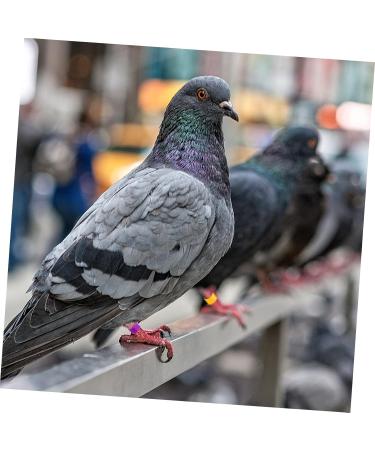 400 Pcs Pigeon Foot Ring Pigeon Supplies Number Baby 1X0.5cmx2pcs Colorfulx2pcs - Buy Online on SooperMarket.com