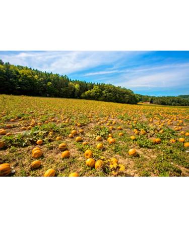 Buy Styrian Pumpkin Seeds | Raw Food Quality Peeled & Hand-Picked | 400g - International Shipping Available - Buy Online on SooperMarket.com