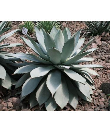 Butter Agave (potatorum Agave) 10 semi