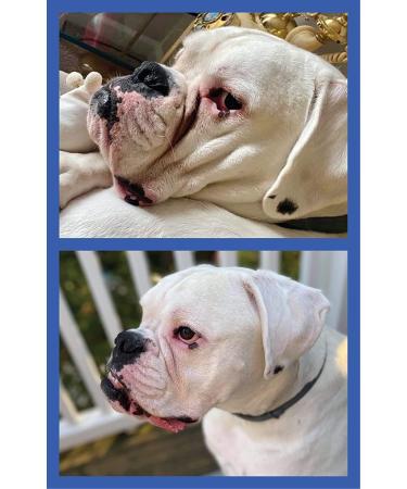 Squishface Wrinkle Wipes 6x8 Large Chlorhexidine Dog Wipes - Anti-Itch, Deodorizing, Tear Stain Remover for English Bulldog, Pugs, Frenchie, Bulldogs & More! - Buy Online on SooperMarket.com