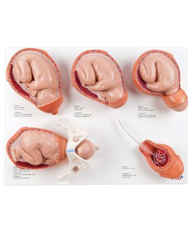 3B Scientific VG393 Labor Stages Model 12.2-Inch Lengthx15.7-Inch Widthx5.1-Inch Height - Buy Online on SooperMarket.com