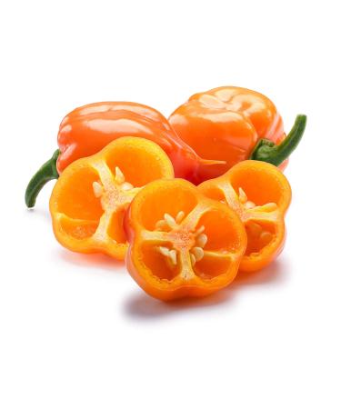 Habanero Powder 3.75 oz - Spicy and Flavorful Seasoning | 3.75 Ounce - Buy Online on SooperMarket.com