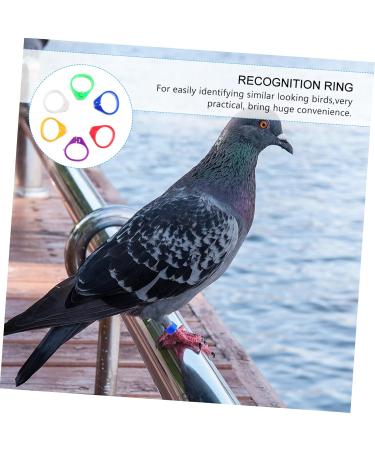 600 Pcs Pigeon Foot Ring Chicken Foot Ring Baby Large 1X0.5cmx3pcs Colorfulx3pcs - Buy Online on SooperMarket.com