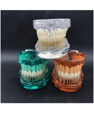 Transparent Model for Adult Dentists Demonstration Teeth Gums Dental Care Teaching Study Standard