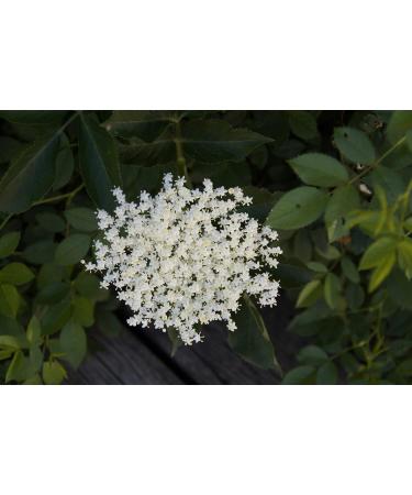 Elderflower Jelly Natural Clean - Darbo 2x640g | Premium Refreshing Bread Spread for Cakes & Breakfast - Buy Online on SooperMarket.com