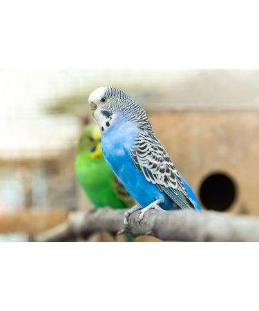 2 x 100g Packs Vitakraft Millet Spray For Birds - Buy Online on SooperMarket.com