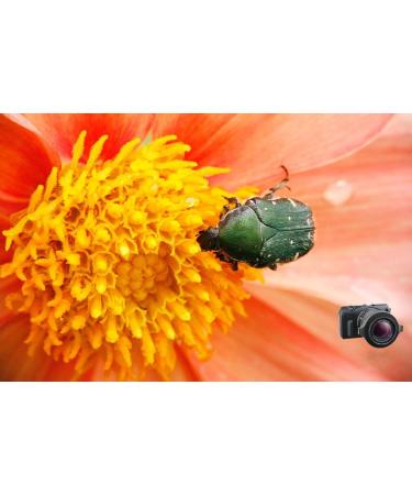 Raynox DCR-150 Snap-On Macro Lens - Enhance Your Photography with Precision - Buy Online on SooperMarket.com
