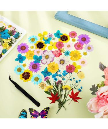 Dried Pressed Flower Leaves Set with Tweezers - 110 Assorted Natural Daisy Flowers for DIY Crafts & Decorations - Buy Online on SooperMarket.com