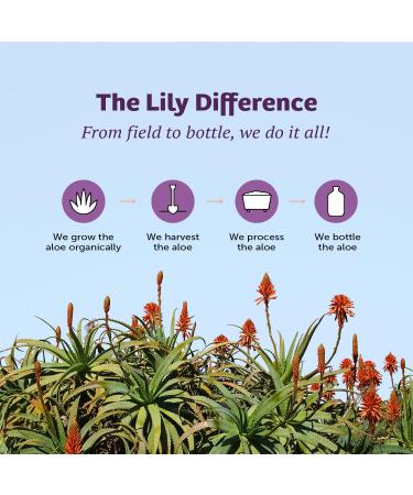 Lily of the Desert Aloe Vera Gel Whole Leaf 32oz - Organic Soothing Skin Care - Buy Online on SooperMarket.com