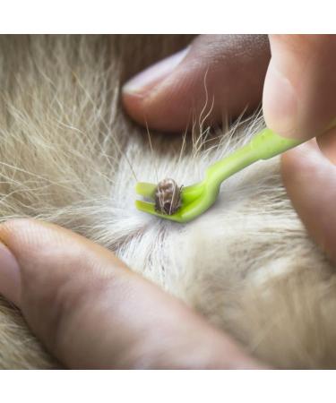Innogadgets Tick Hook & Pliers Set | Gentle Tick Removal in Seconds | Different Hooks for All Sizes | Free E-Book for Dog Tricks | Green (3-Pack) - Buy Online on SooperMarket.com