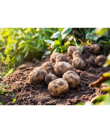 Mynatura Potato Fibers 1kg | Ideal for Soup & Potato Bread | High-Fiber Health Supplement - Buy Online on SooperMarket.com