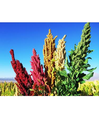 Portal Cool Quinoa (Chenopodium Quinoa) 500 sementi e semi freschi!