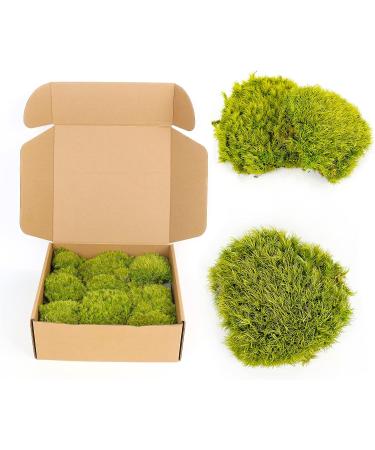 Preserved Moss Pole - 1.5 sq. Ft Decorative Moss for DIY Crafts and Wall Decor (Yellow Green) - Buy Online on SooperMarket.com