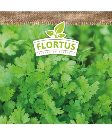 Buy Flortus Bio Koriander Seeds | Organic Herb Seeds for Garden Balcony & Kitchen - Cultivate Fresh Coriander - Buy Online on SooperMarket.com