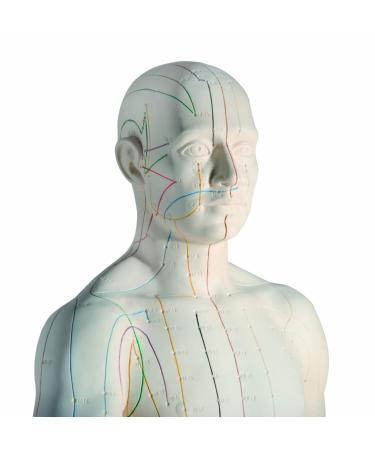 3B Scientific N30 Acupuncture Male Model 31.5-Inchx11.4-Inchx10.2-Inch - Buy Online on SooperMarket.com
