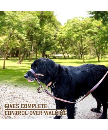 Alpha Boy Dog Training Collar - Comfortable Leather Harness for All Breeds Easy to Use Quick Lock Buckle (XXL) - Buy Online on SooperMarket.com